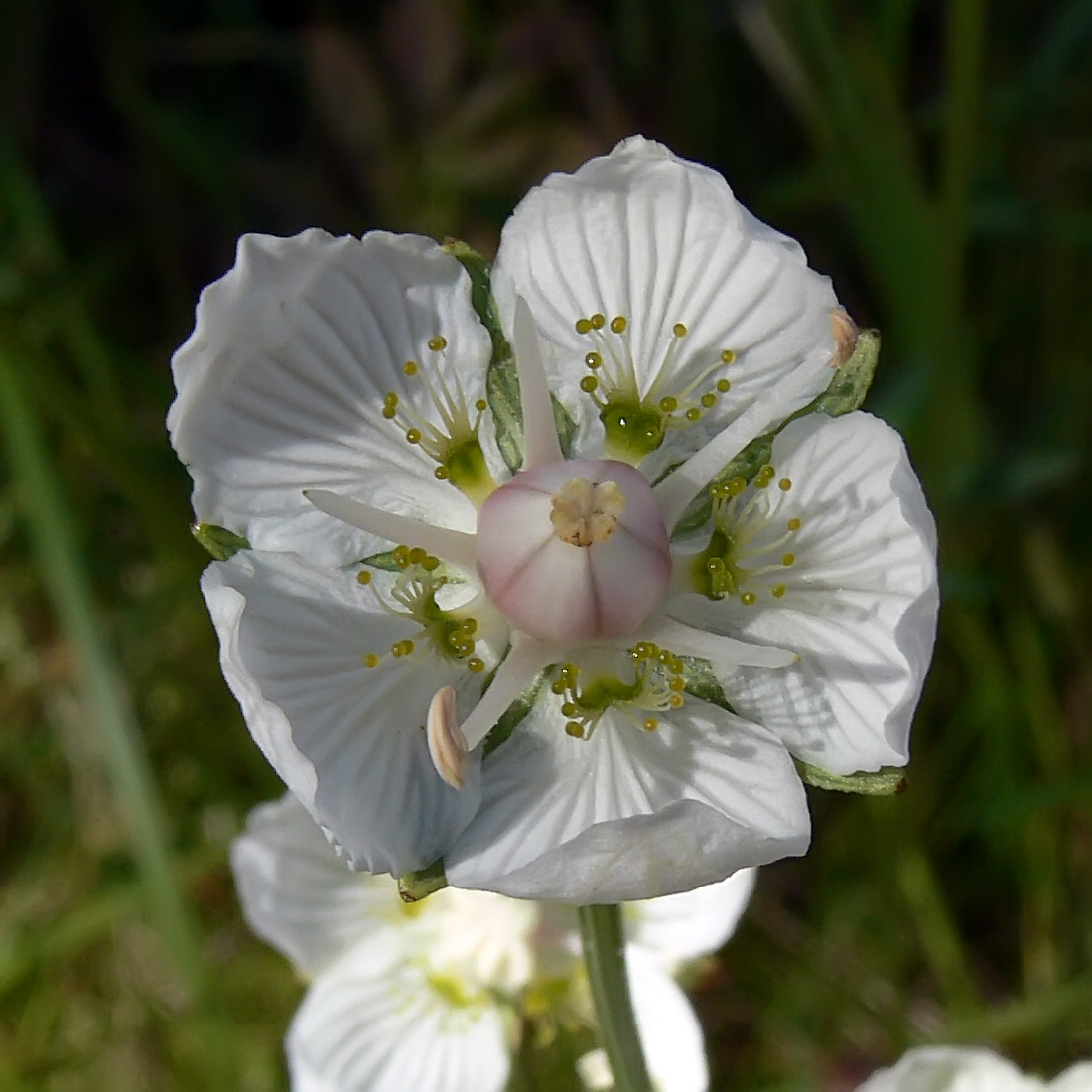 Image of Parnassia palustris specimen.
