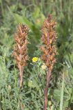 Orobanche lutea. Верхушки отцветших растений. Крым, Бахчисарайский р-н, с. Новоульяновка, лиственный лес, обочина грунтовой дороги. 03.06.2014.