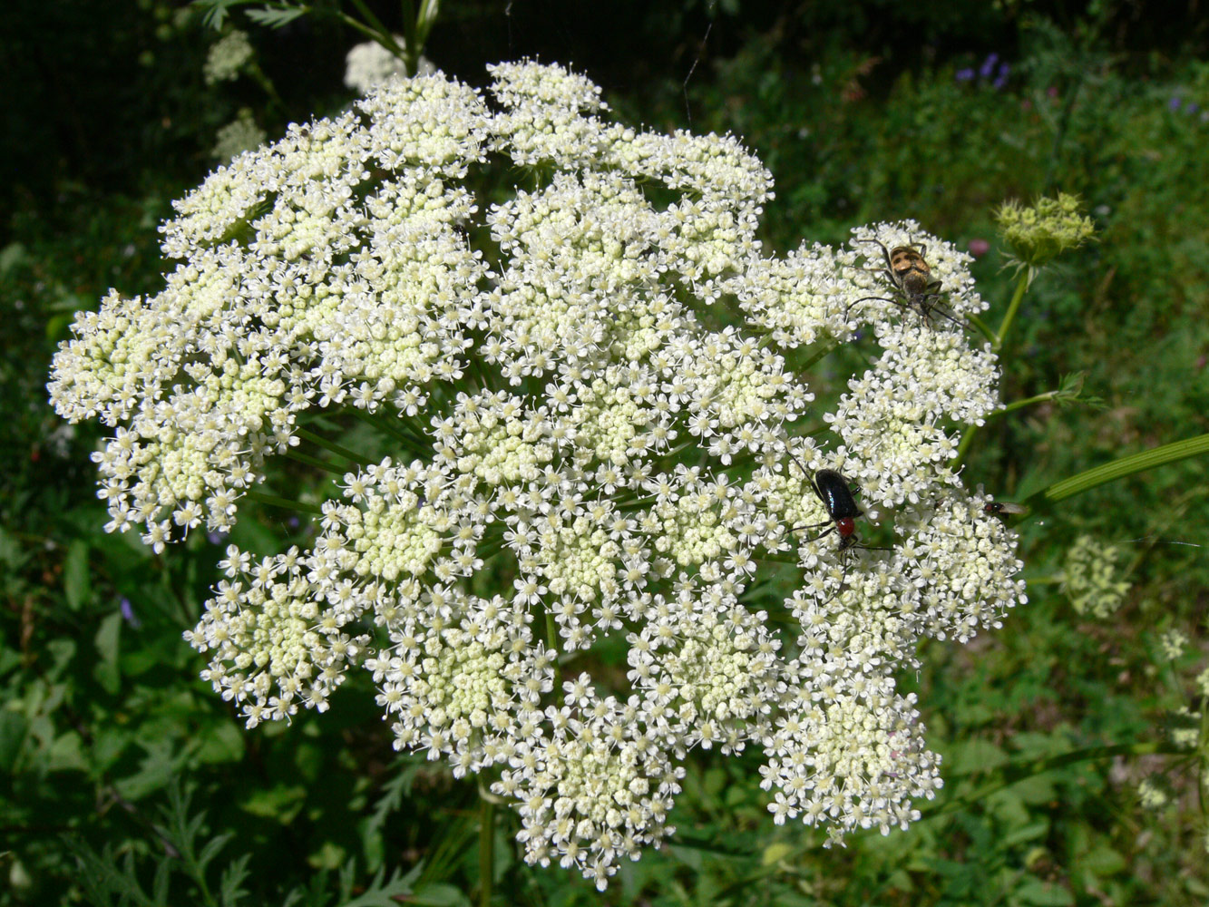 Image of Seseli libanotis specimen.