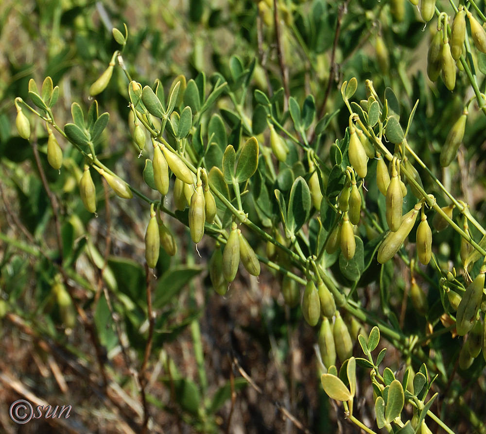 Изображение особи Zygophyllum fabago.