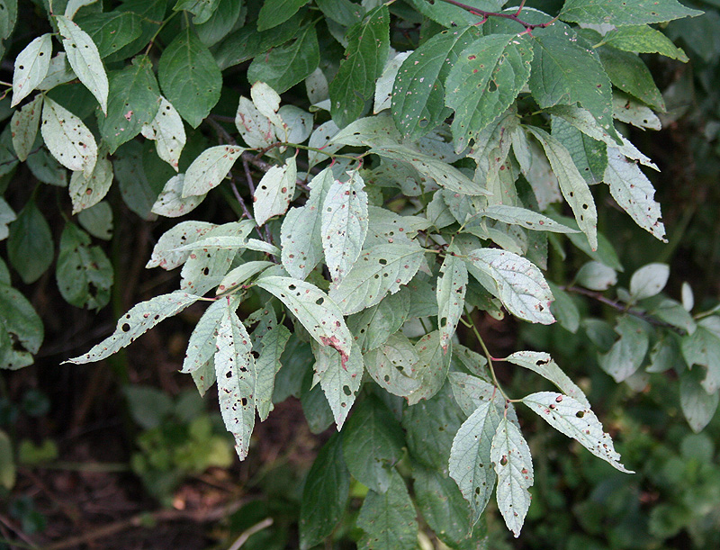 Изображение особи Prunus spinosa.