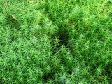 Polytrichum commune
