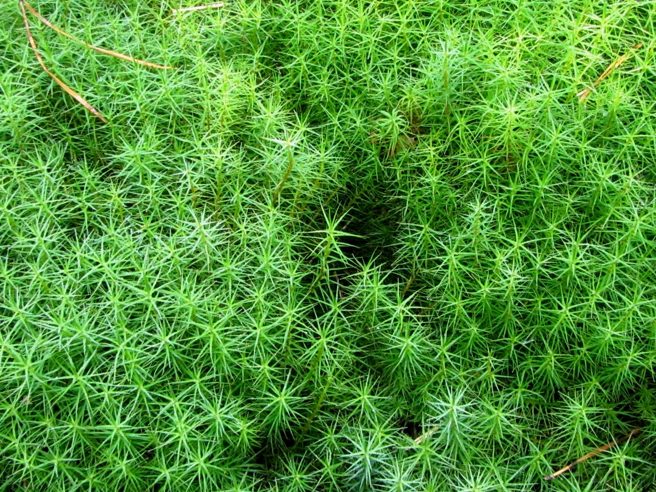 Image of Polytrichum commune specimen.