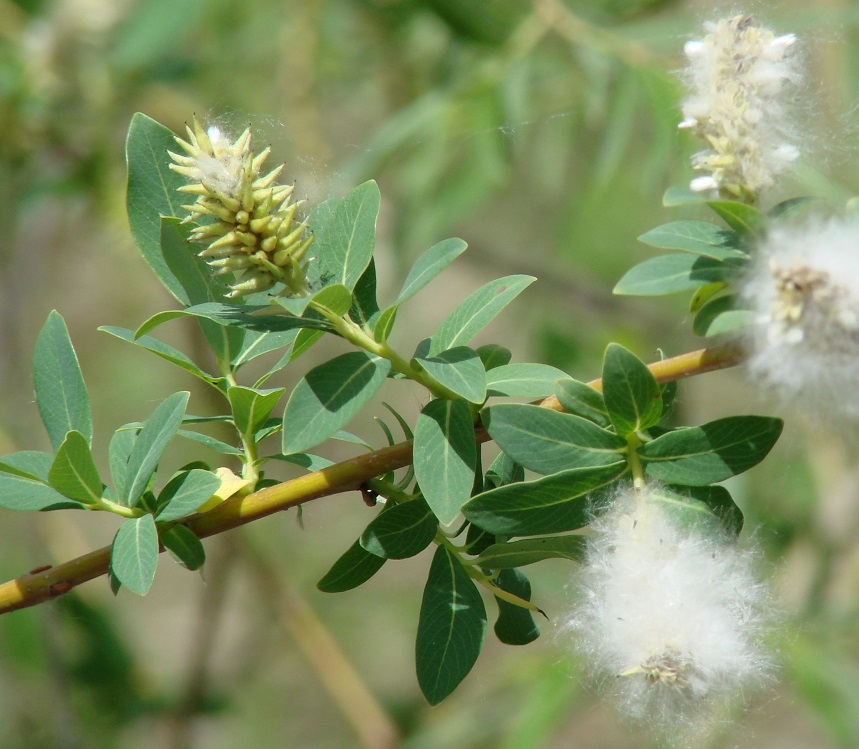 Image of Salix kochiana specimen.