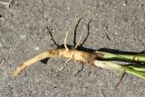 Pastinaca sylvestris