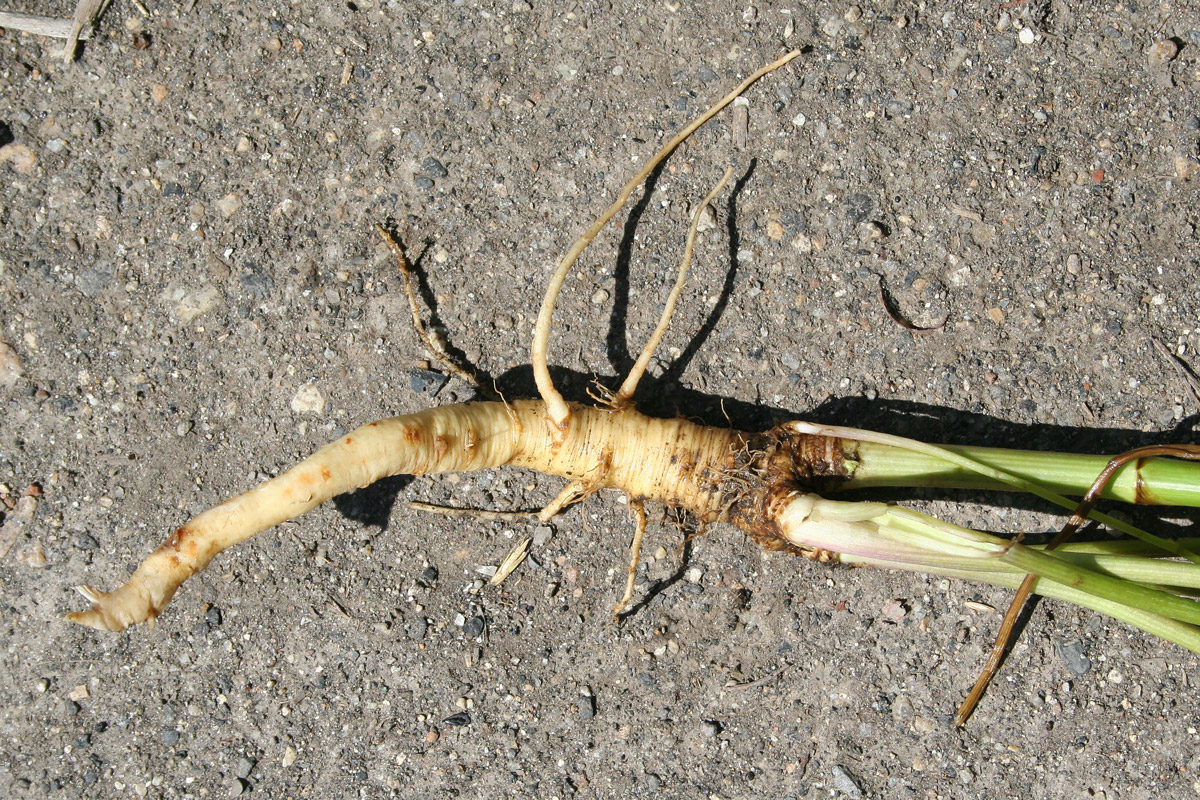 Изображение особи Pastinaca sylvestris.
