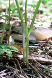 Viola epipsila