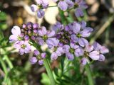 Cardamine pratensis