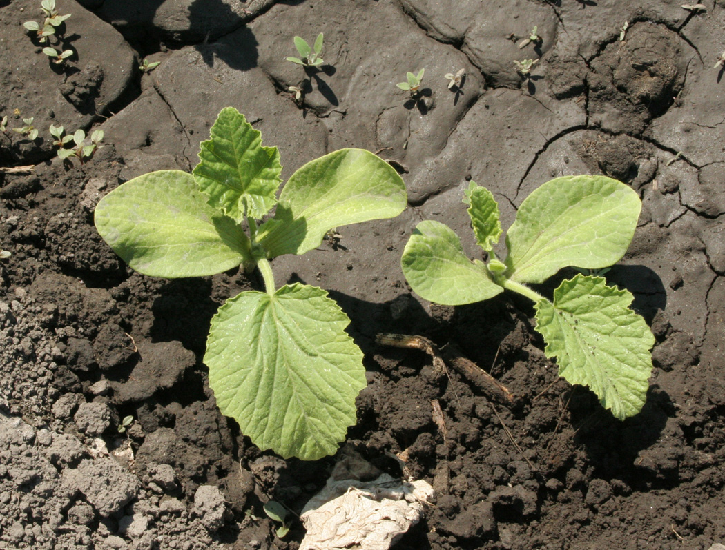 Image of Cucurbita maxima specimen.