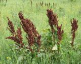 Rumex confertus