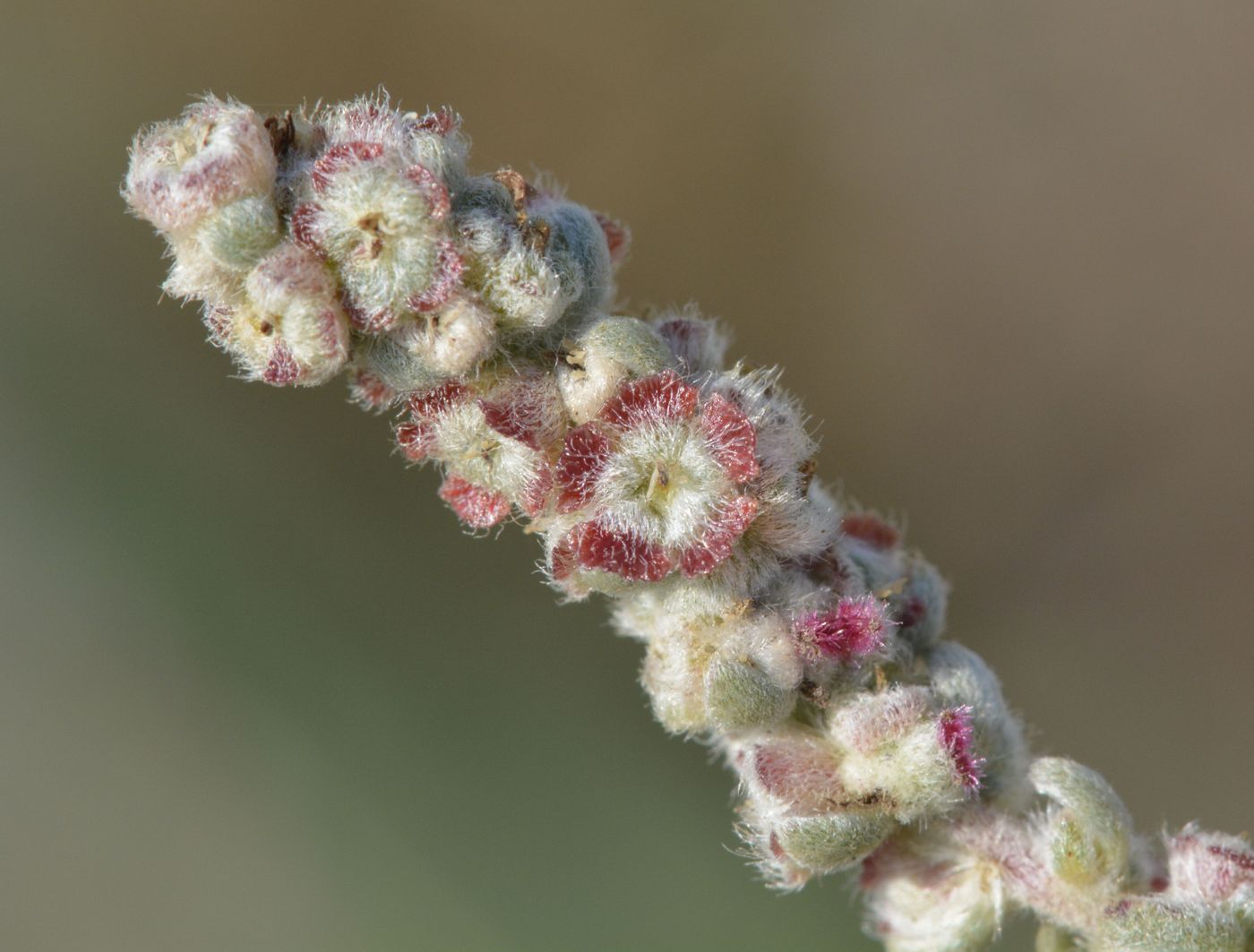 Image of Bassia prostrata specimen.