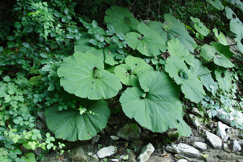 Изображение особи Petasites amplus.