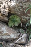 Rosularia subspicata