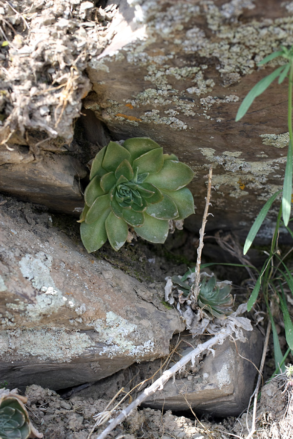 Изображение особи Rosularia subspicata.