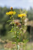 Inula salicina. Верхушка цветущего растения. Ленинградская обл., Ломоносовский р-н, долина р. Шингарка, разнотравный луг на известняке. 09.08.2015.