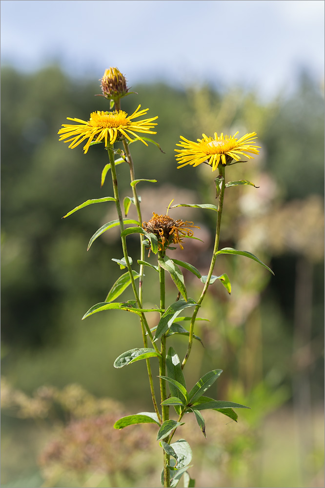 Image of Inula salicina specimen.