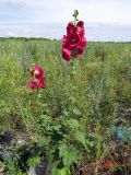 Alcea rosea. Цветущее растение. Томск, городская свалка. 23.07.2014.