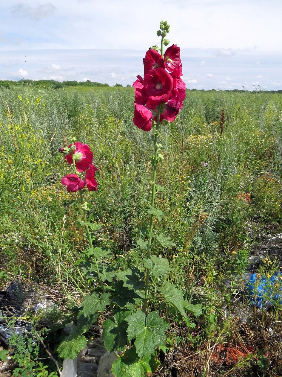 Изображение особи Alcea rosea.