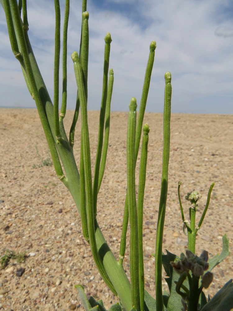 Image of Matthiola tatarica specimen.