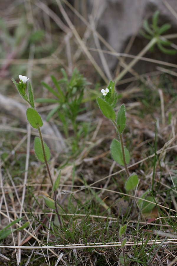 Изображение особи Arabis auriculata.