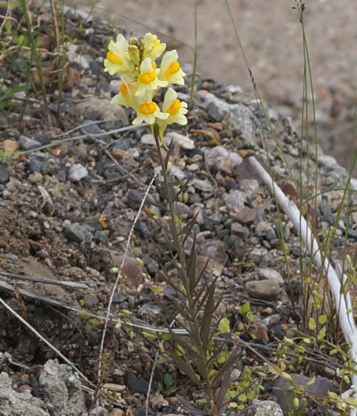 Изображение особи Linaria vulgaris.