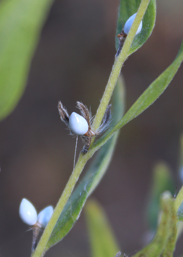 Image of Lithospermum officinale specimen.