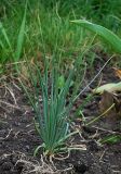 Asphodeline taurica
