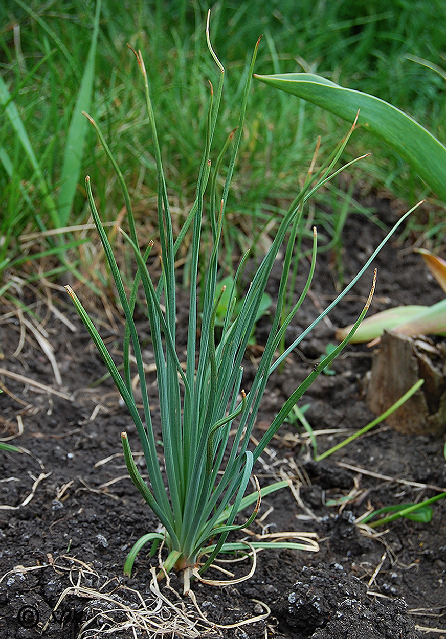 Image of Asphodeline taurica specimen.