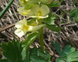 Corydalis bracteata