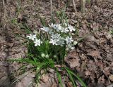 Ornithogalum woronowii. Цветущее растение. Краснодарский край, Абинский р-н, сев. окр. пос. Ахтырский, лес. 04.04.2016.