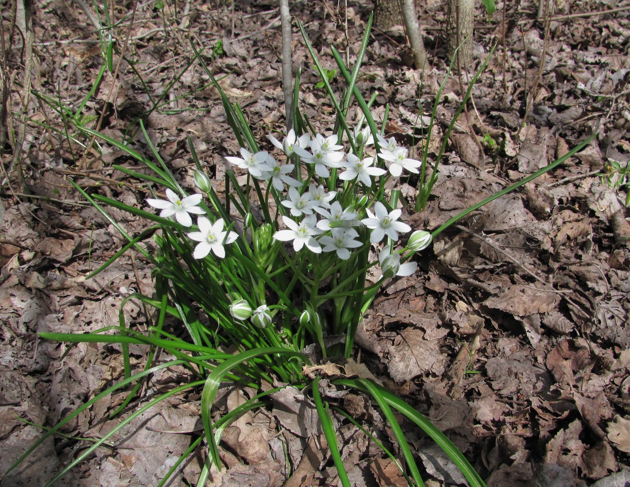 Image of Ornithogalum woronowii specimen.