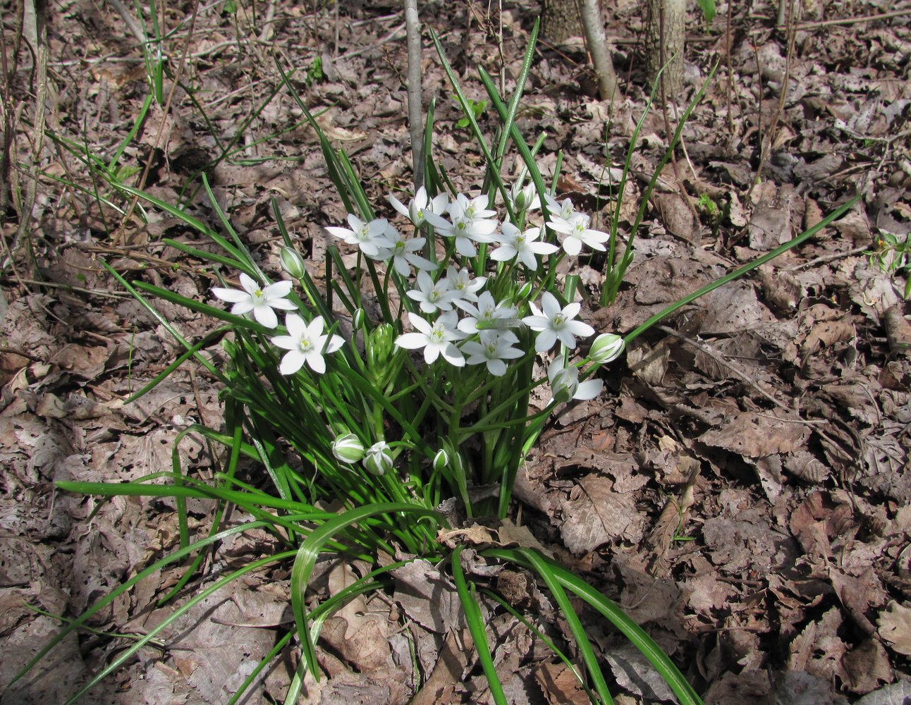 Изображение особи Ornithogalum woronowii.