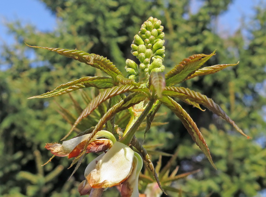 Изображение особи Aesculus glabra.