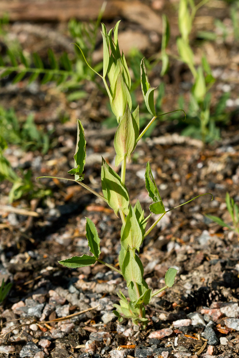 Изображение особи Lathyrus pratensis.