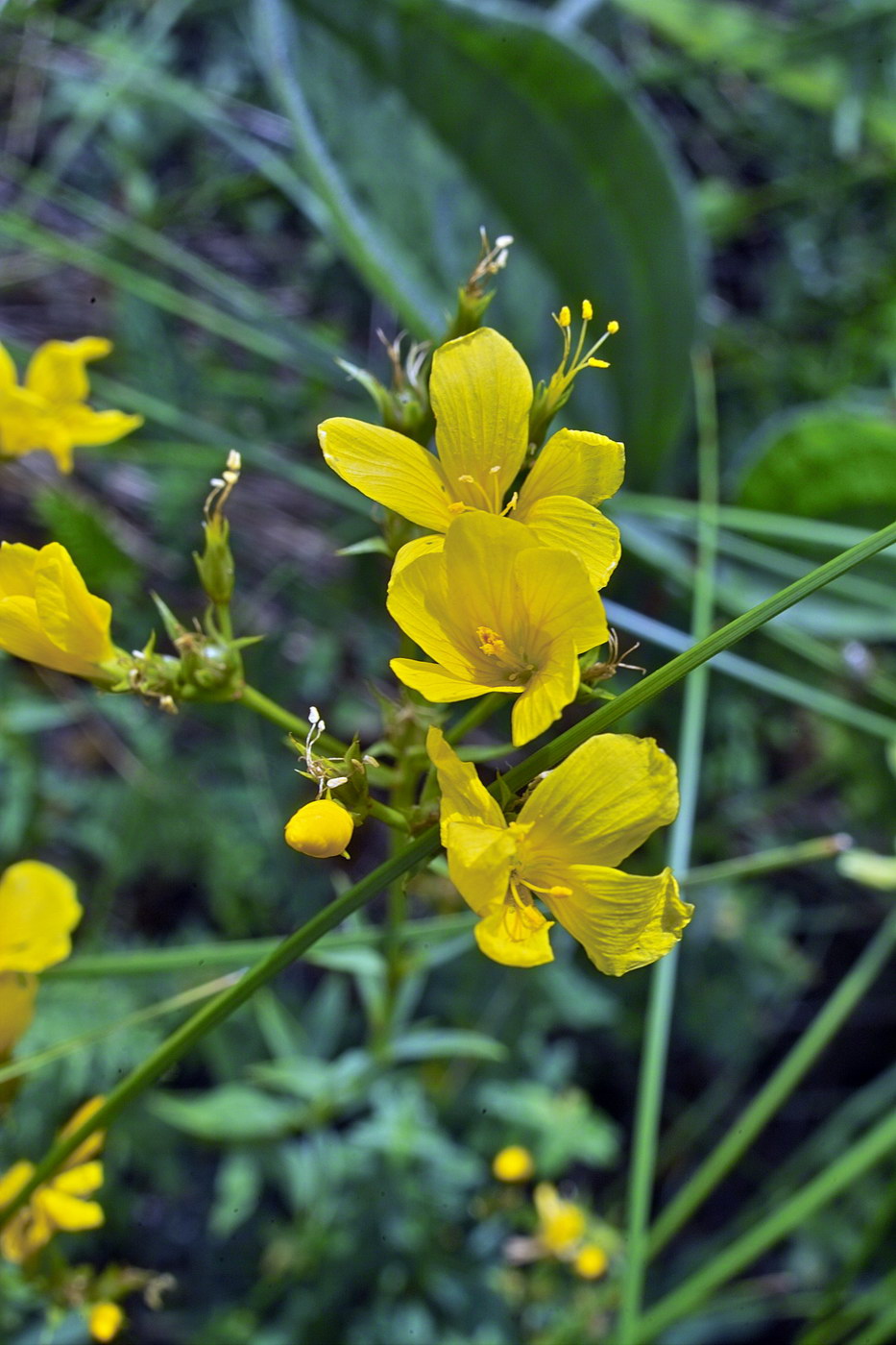 Изображение особи Linum flavum.