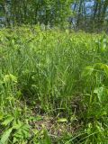 Carex hirta