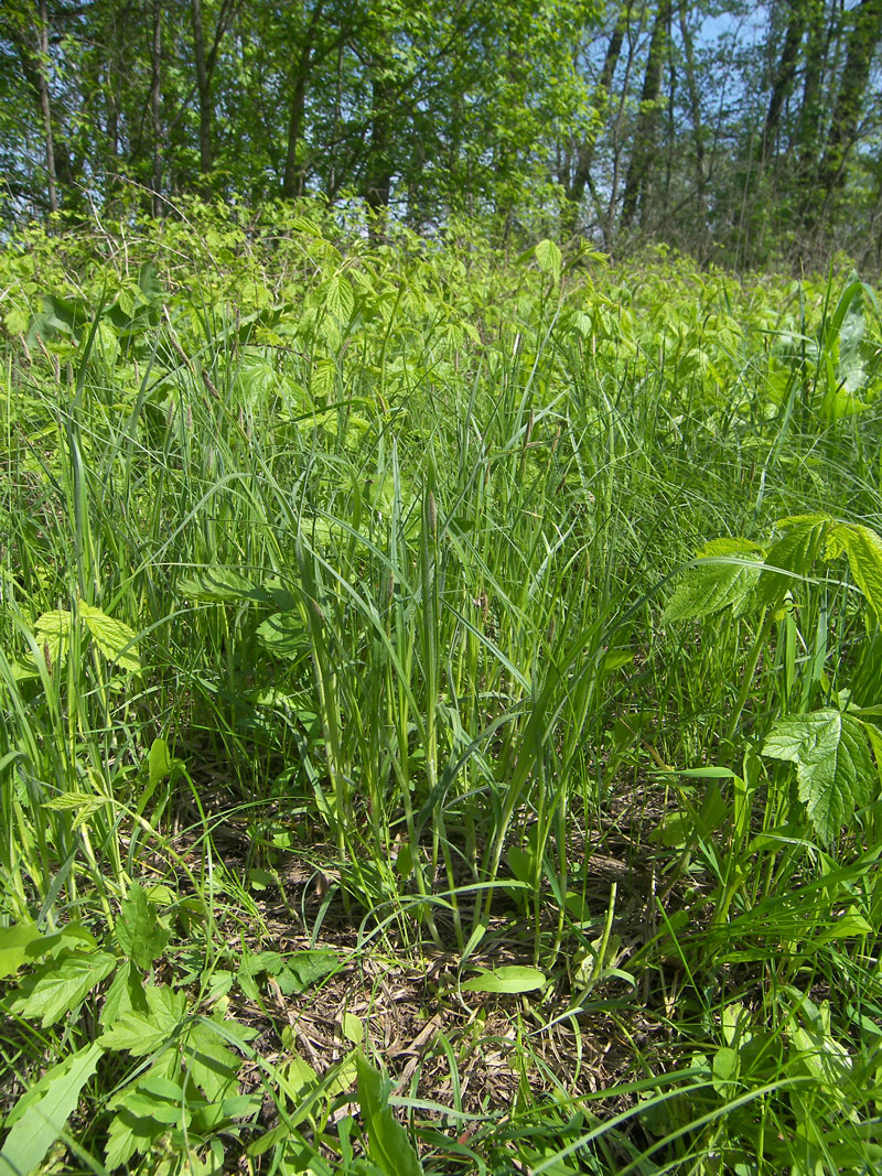 Изображение особи Carex hirta.