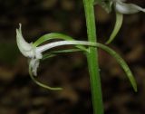 Platanthera bifolia. Цветок. Крым, Байдарская долина, окр. с. Кизиловое, лиственный лес. 9 июня 2016 г.