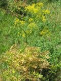 Ferula akitschkensis