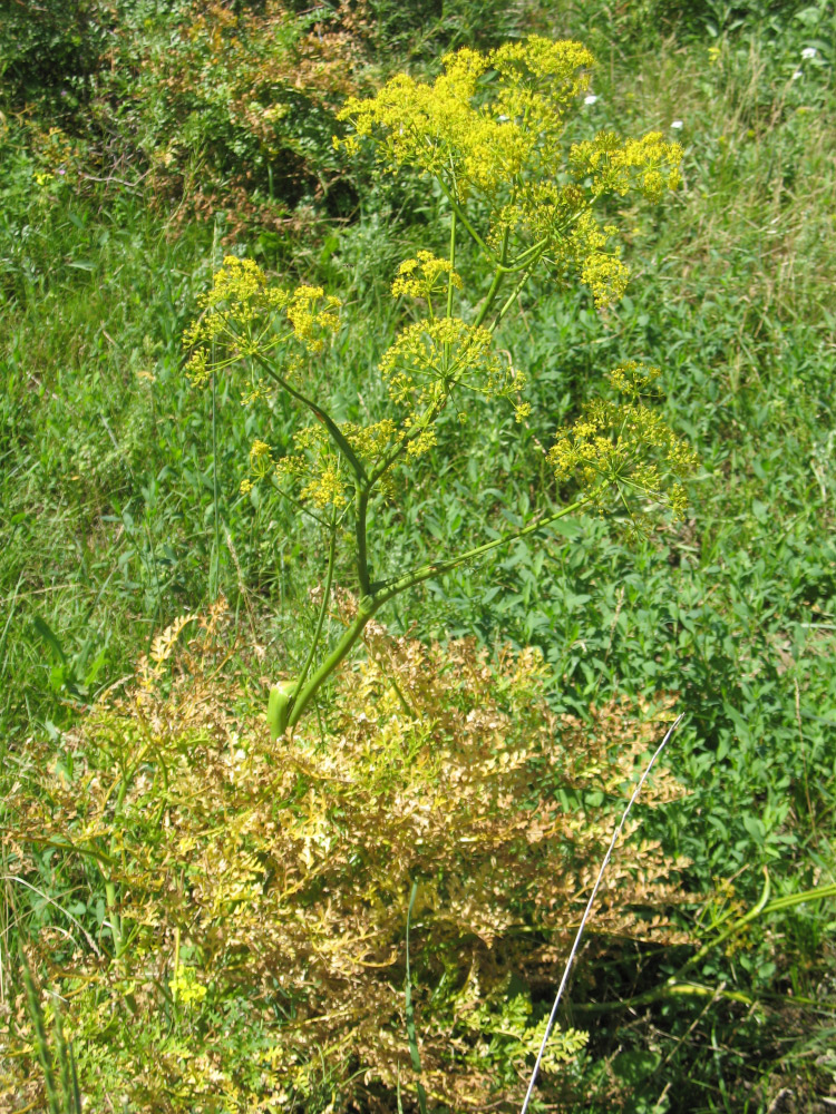 Изображение особи Ferula akitschkensis.