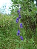 Aconitum baicalense. Соцветие. Ямало-Ненецкий автономный округ, Тазовский р-н, 30 км к югу от пос. Тазовский, пойма р. Нуны-Яха, редина в прирусловом ивняке. 16 июля 2013 г.