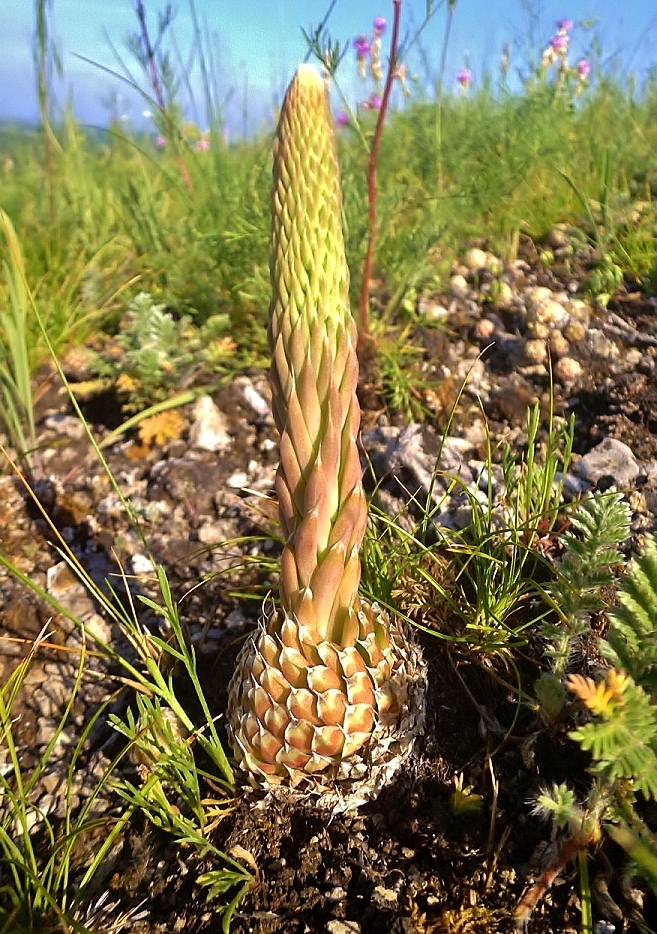 Image of Orostachys spinosa specimen.