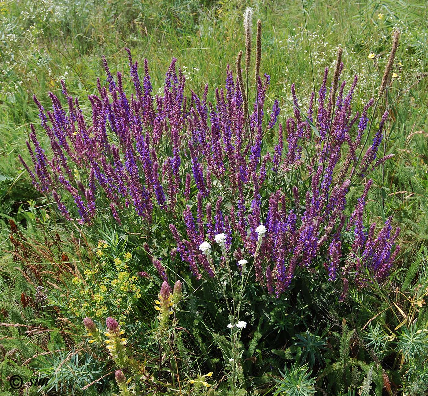 Изображение особи Salvia tesquicola.