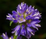 Campanula cervicaria