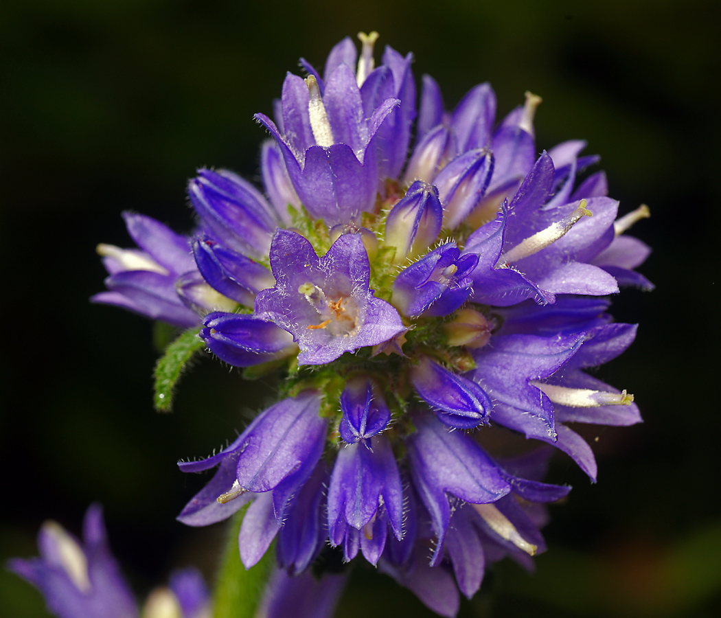 Image of Campanula cervicaria specimen.