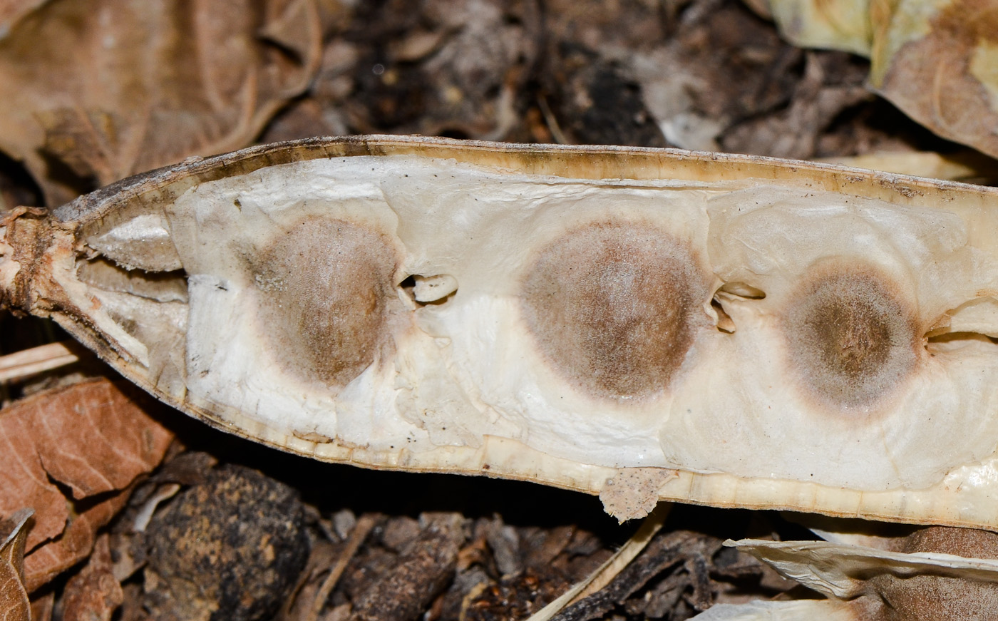 Image of Moringa oleifera specimen.