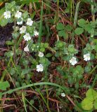 Euphrasia vernalis