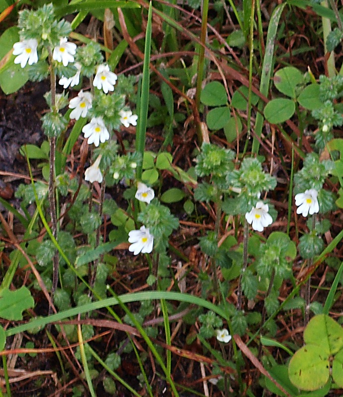 Изображение особи Euphrasia vernalis.