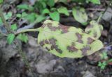 Prunella vulgaris