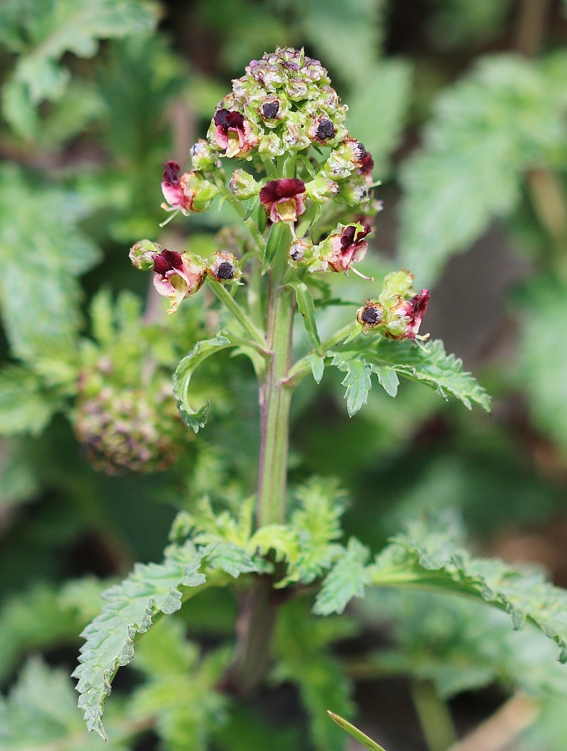 Изображение особи Scrophularia ilwensis.